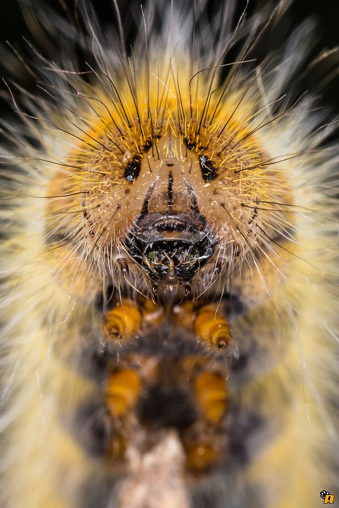Caterpillar Portrait Caterpillar Portrait