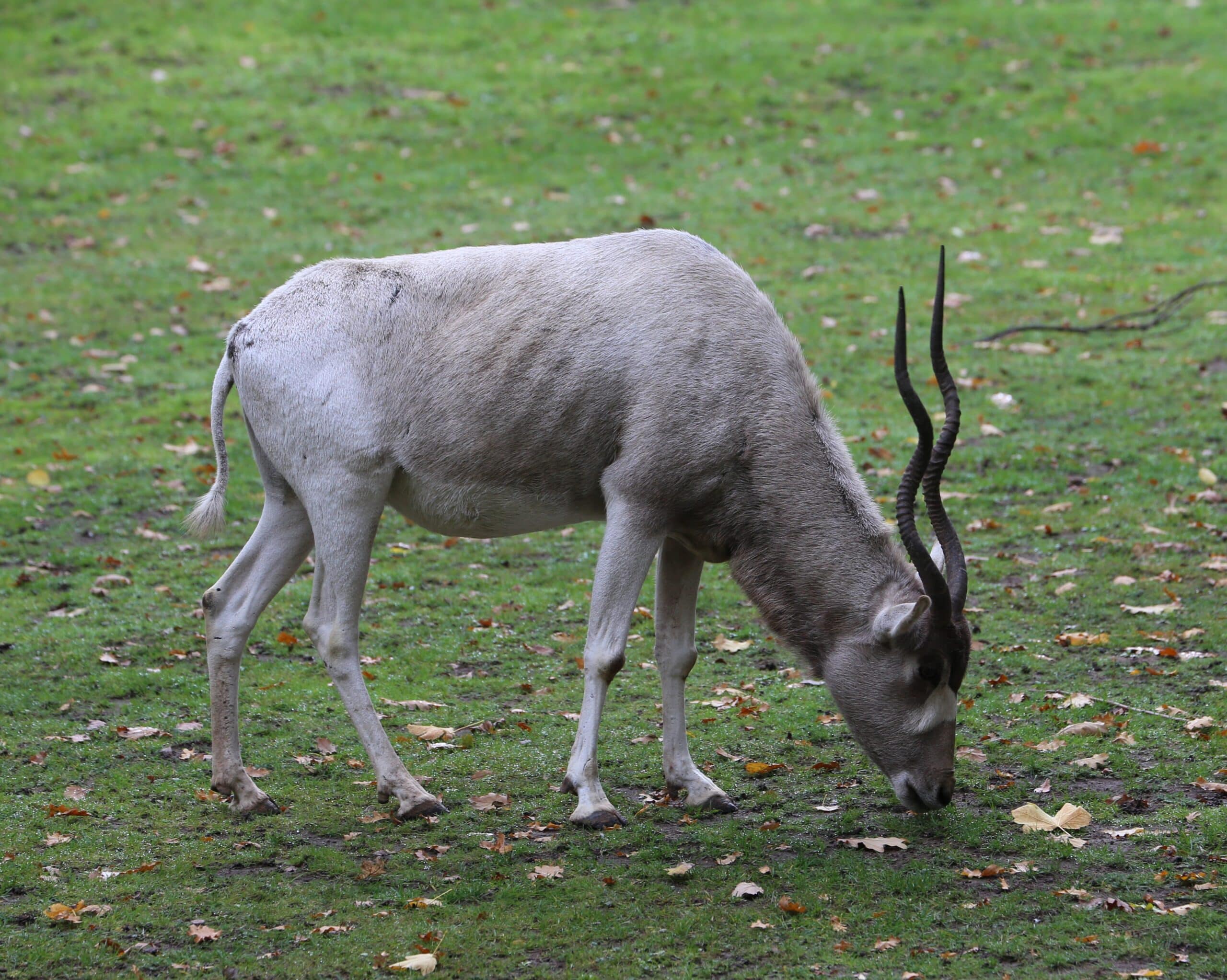 Mendesantilope Addax nasomaculatus Tiergarten-Nuernberg-17
