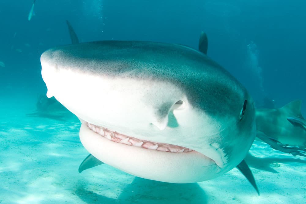 Tiger Shark Tiger Shark