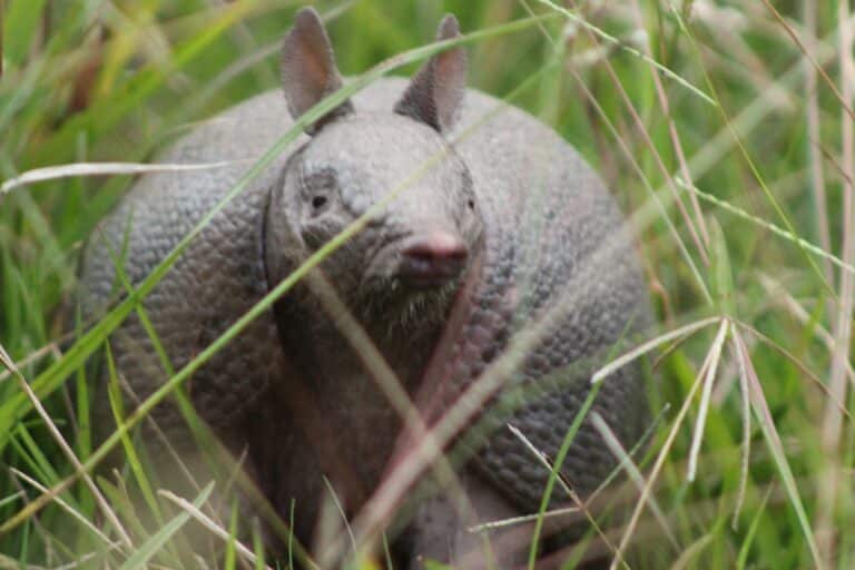 Southern long-nosed armadillo Southern long-nosed armadillo