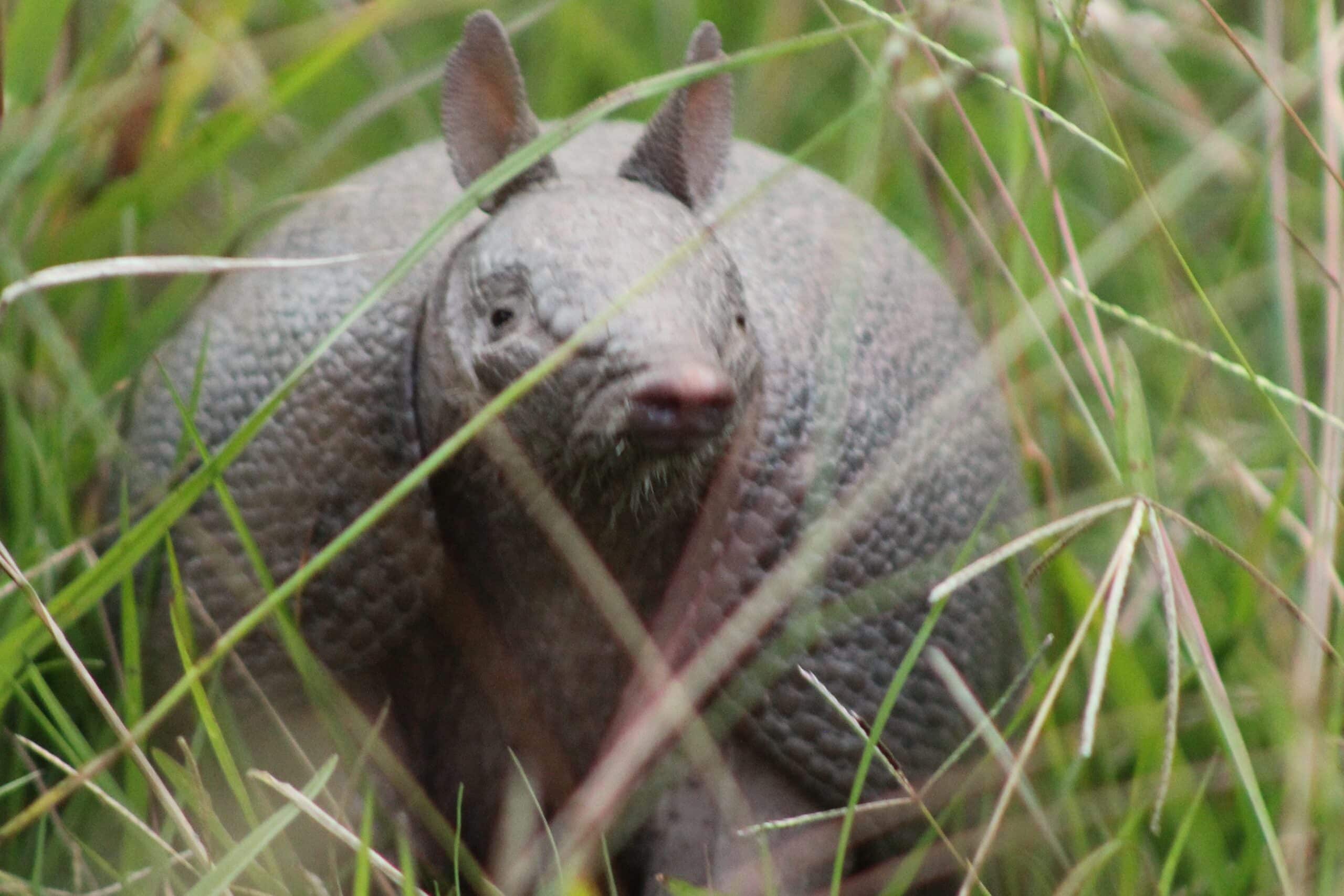Southern long-nosed armadillo Southern long-nosed armadillo