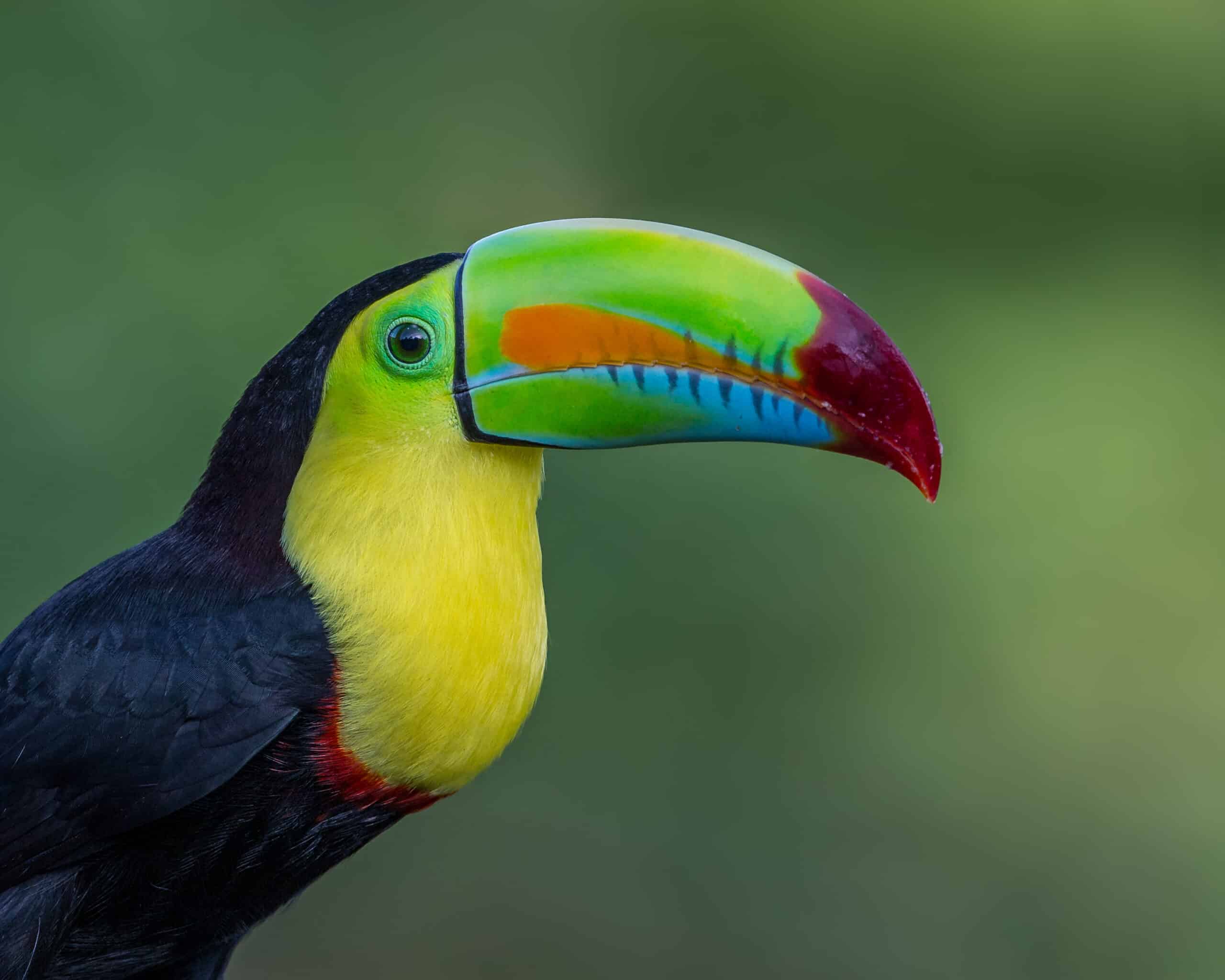Toucan