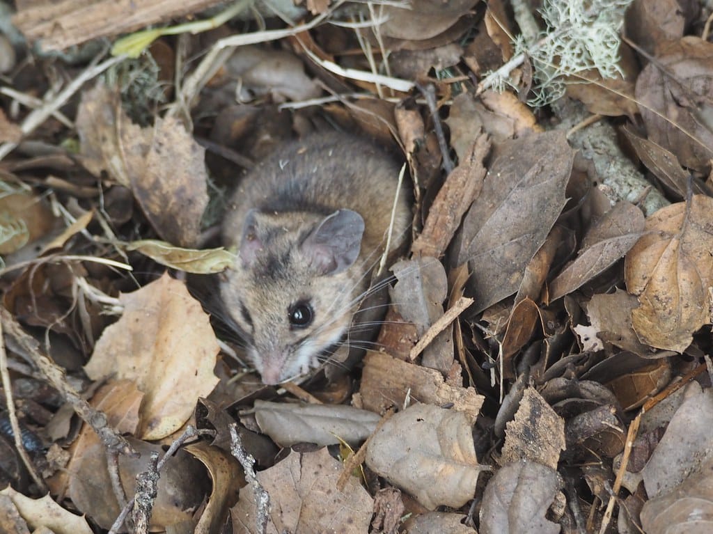 Deer Mouse, Peromyscus maniculatus Deer Mouse, Peromyscus maniculatus