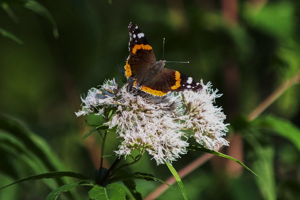 Vanessa atalanta on Eupatorium cannabinum -2