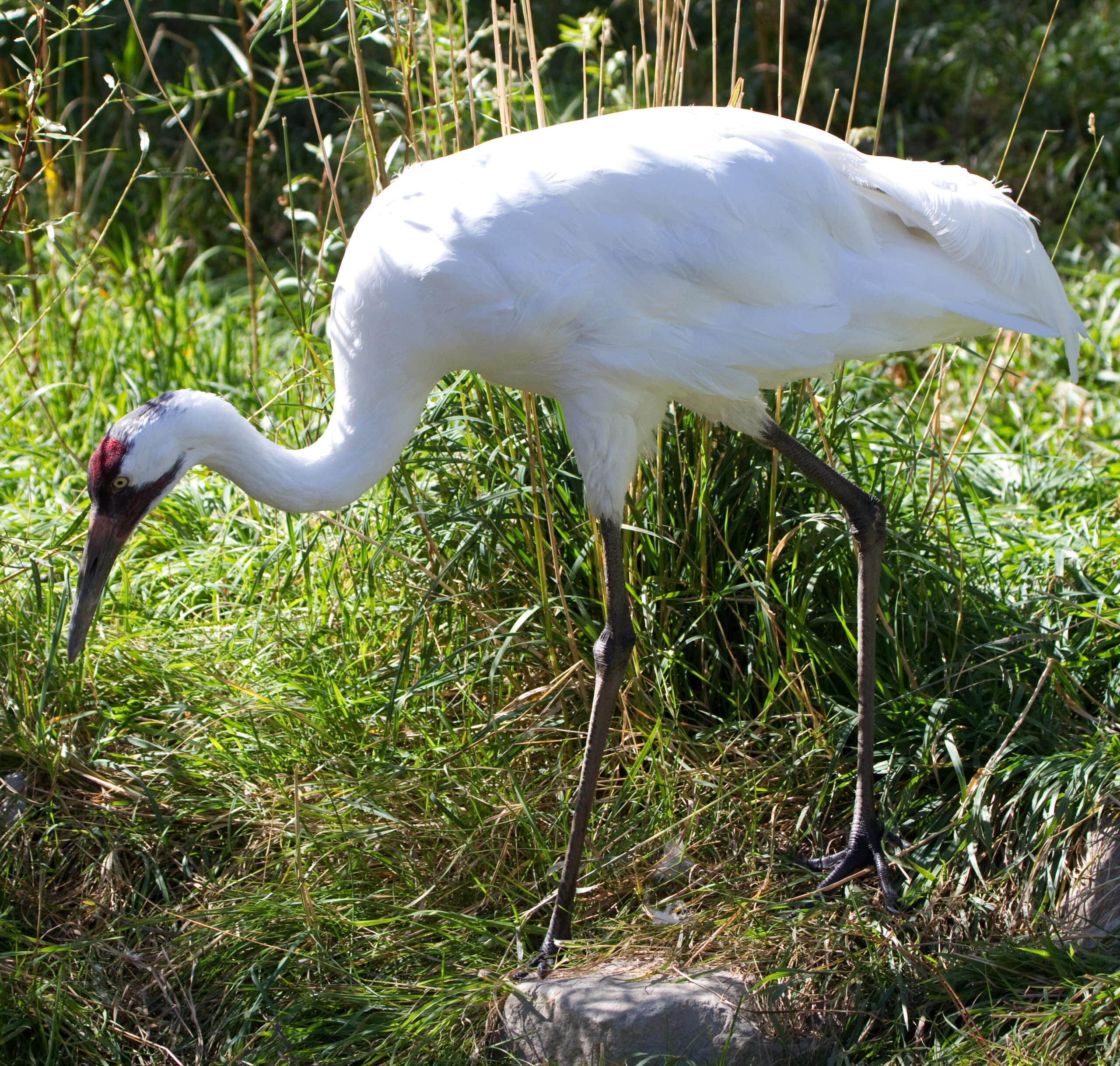 Crane (8033908140)