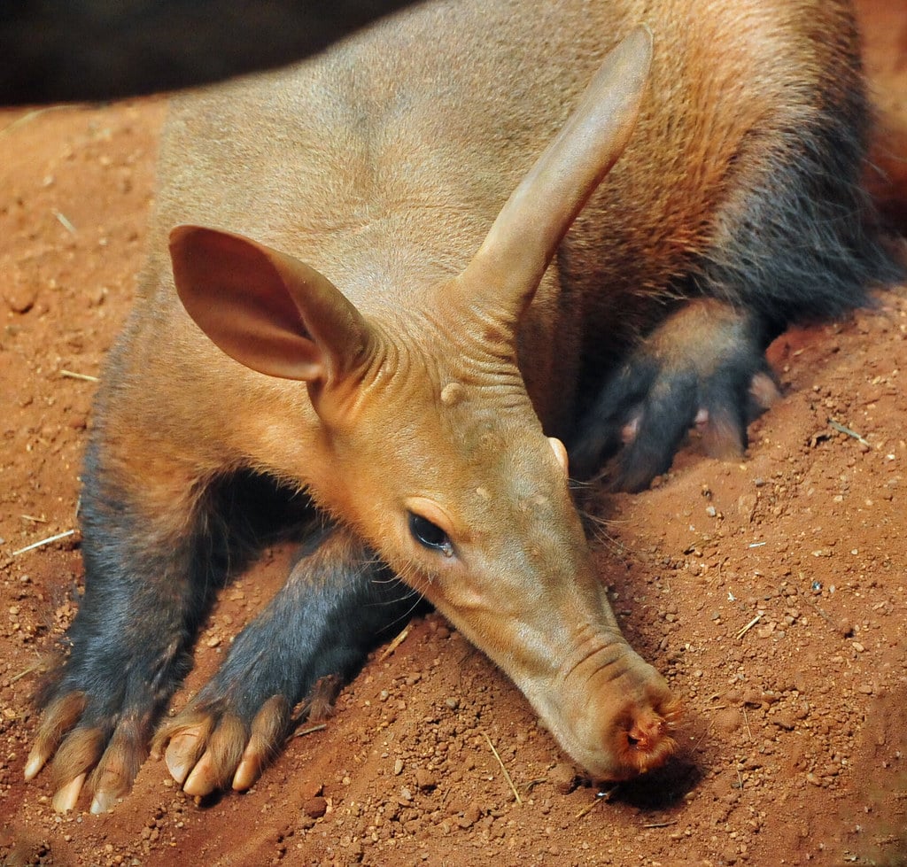 Aardvark (Orycteropus afer)