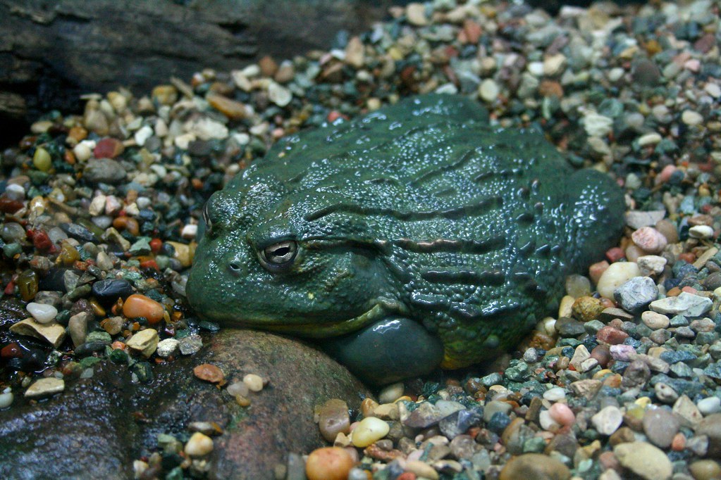 African Bullfrog at the San Antonio Zoo