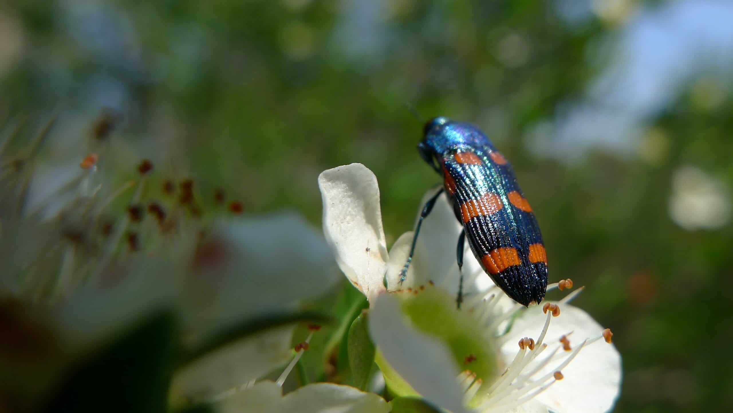 Female Jewel Beetle (6406862809) Female Jewel Beetle (6406862809)