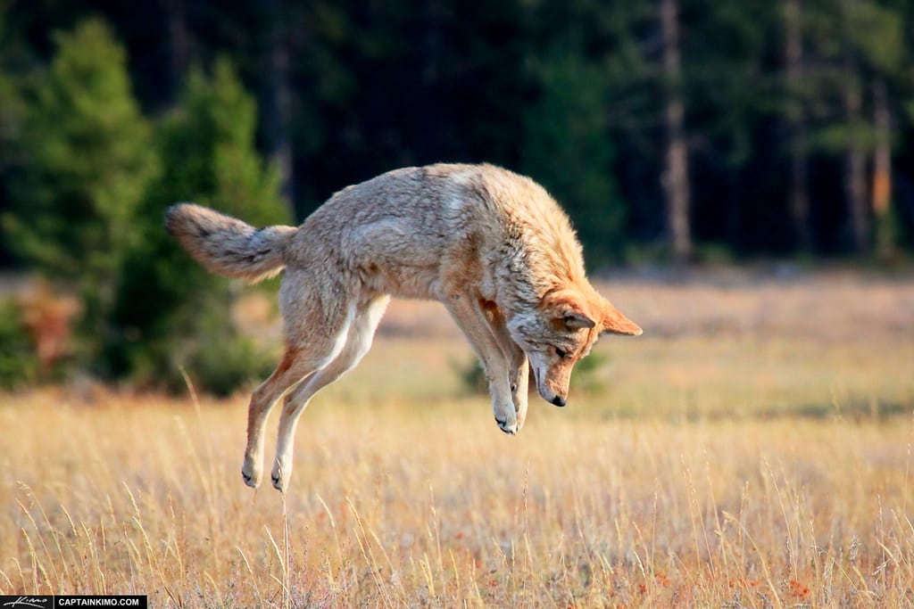 Coyote-on-the-Hunt–Pouncing-for-Prey-at-Yellowstone-National-Park Coyote-on-the-Hunt–Pouncing-for-Prey-at-Yellowstone-National-Park