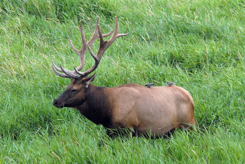 Roosevelt Elk (Cervus canadensis roosevelti) with Passengers DSC_0077