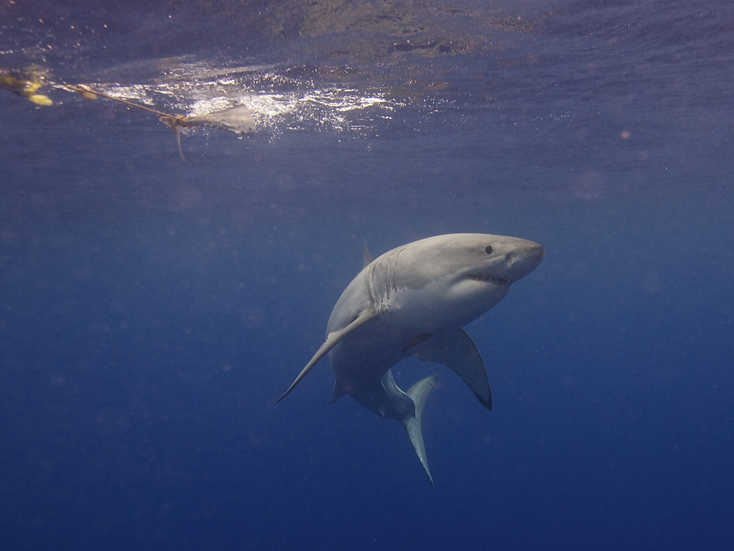 Great White Shark (14730793848) Great White Shark (14730793848)