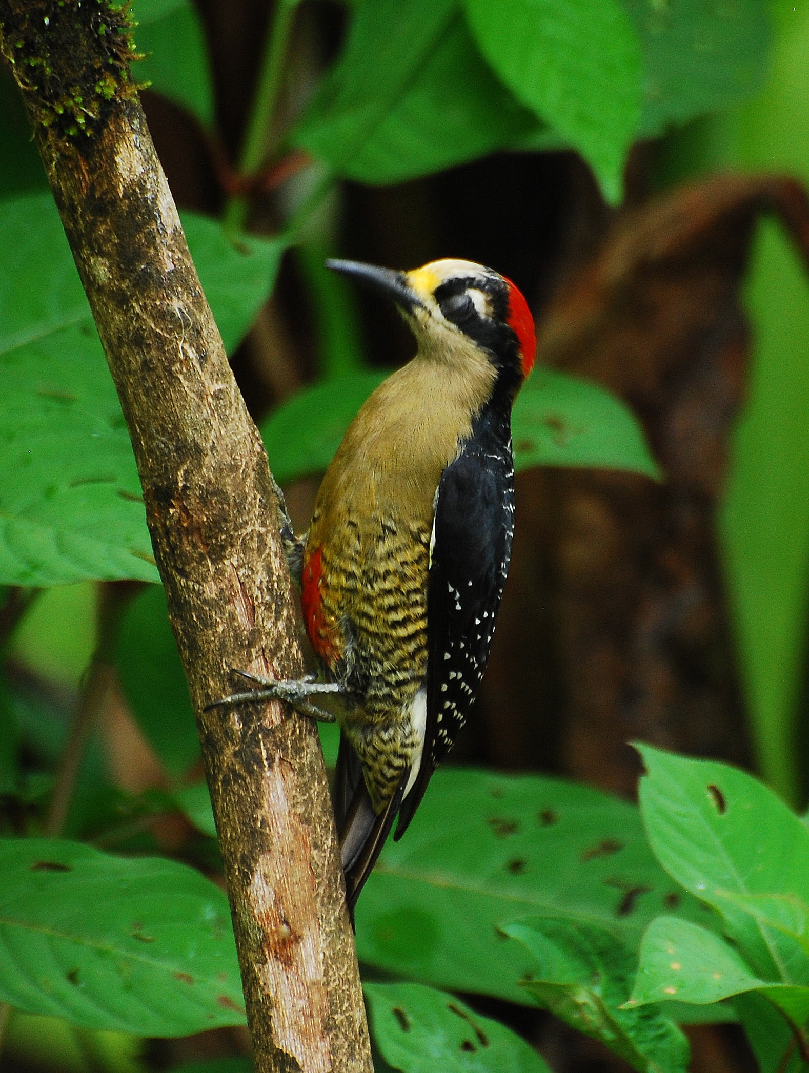 Black-cheeked Woodpecker Black-cheeked Woodpecker