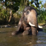 Indian Elephant