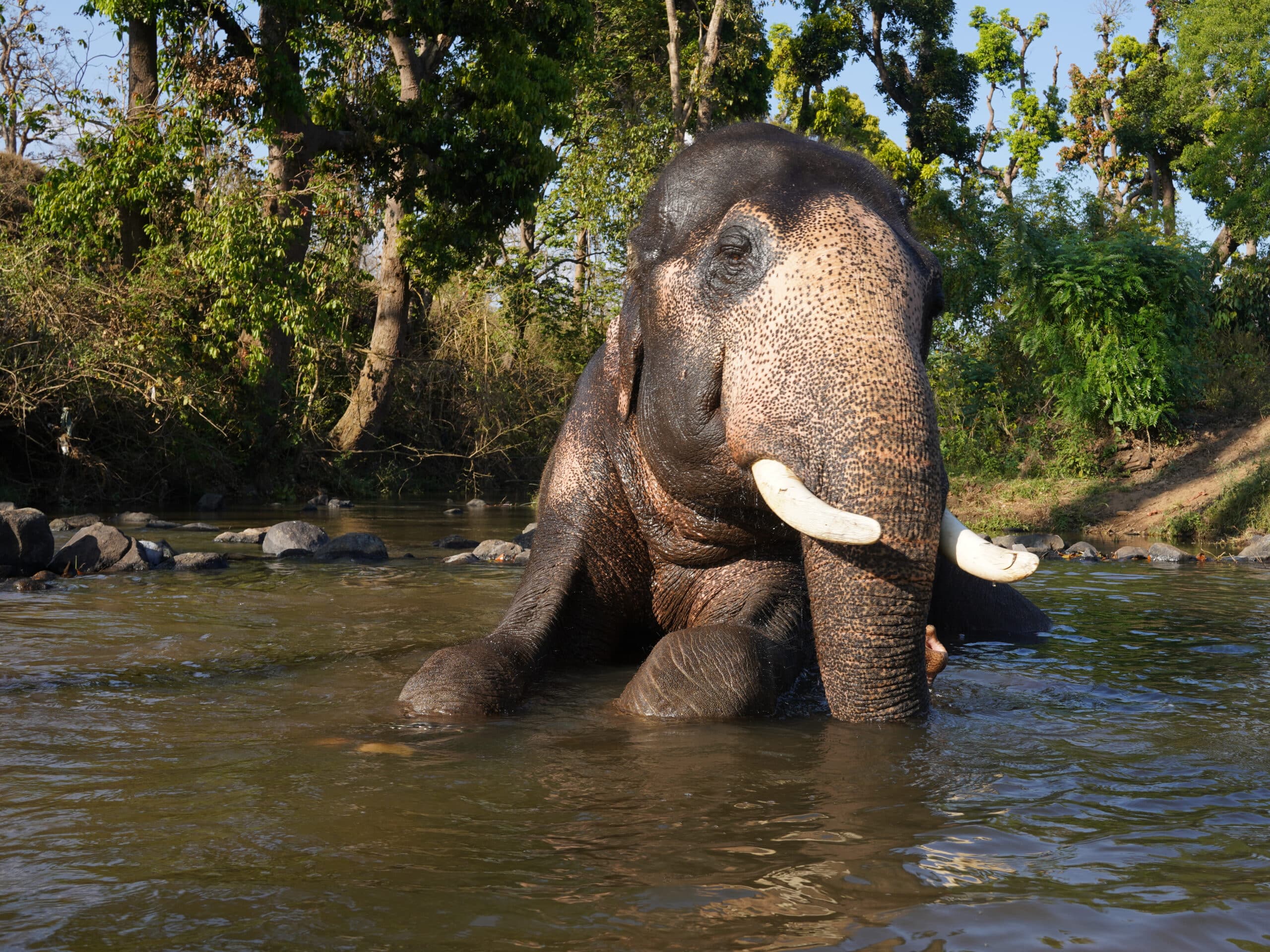 Indian Elephant