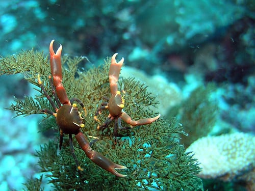 Black coral crab (Quadrella maculosa)