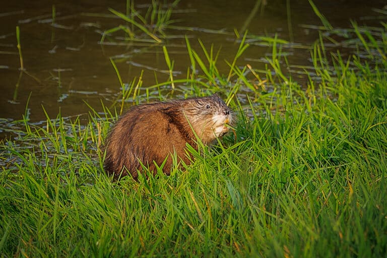 Bisamratte (Ondatra zibethicus) beim Abendbrot (53653062630) Bisamratte (Ondatra zibethicus) beim Abendbrot (53653062630)