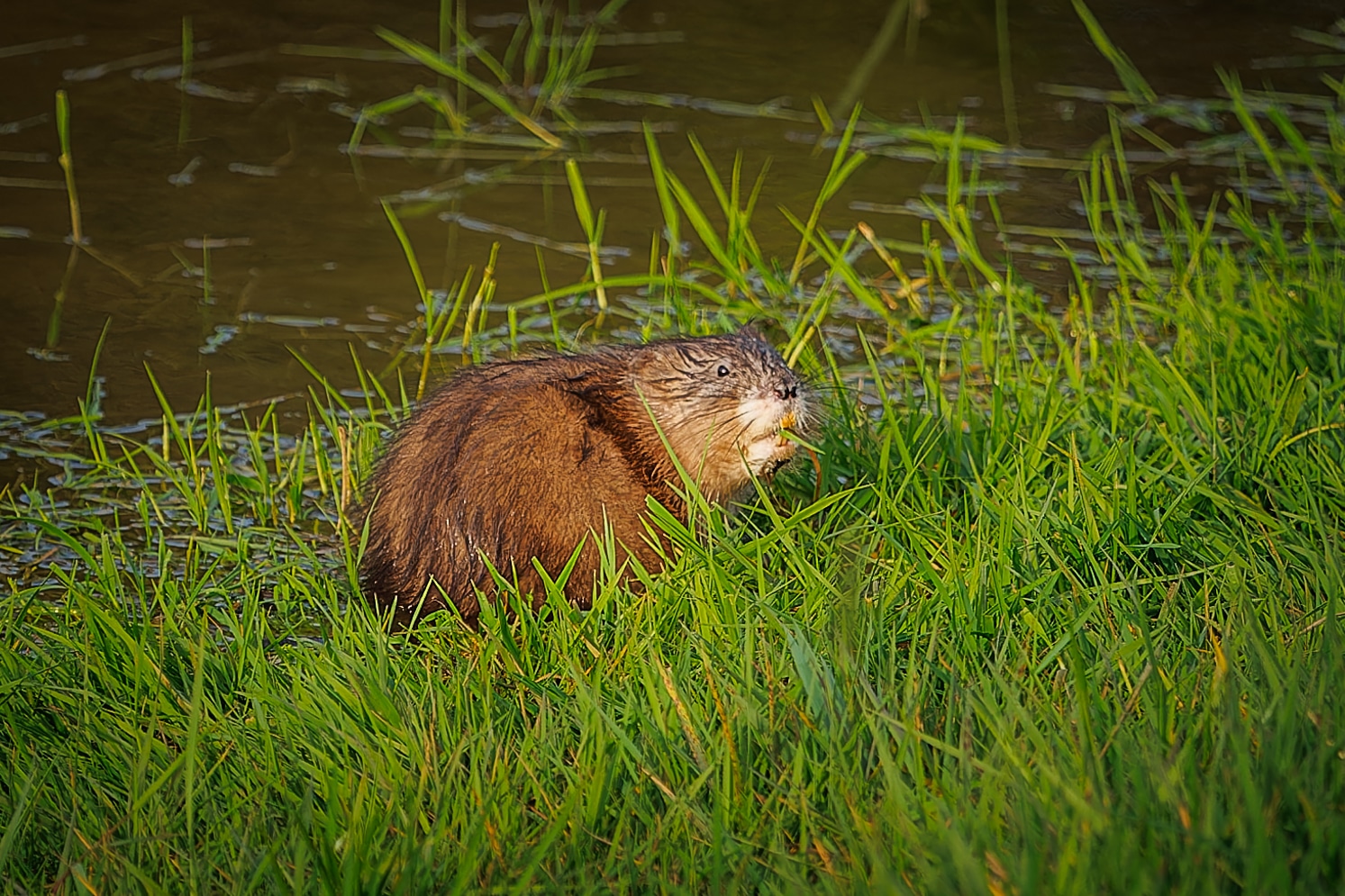 Bisamratte (Ondatra zibethicus) beim Abendbrot (53653062630) Bisamratte (Ondatra zibethicus) beim Abendbrot (53653062630)