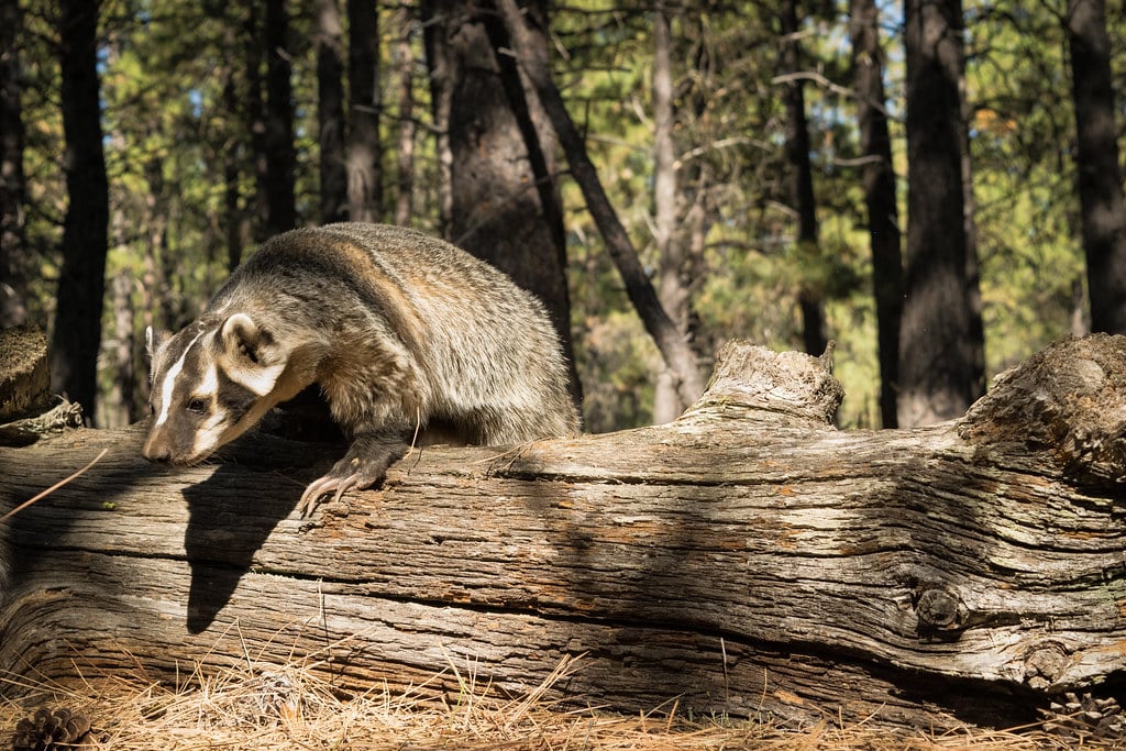 North American Badger (Taxidea taxus)