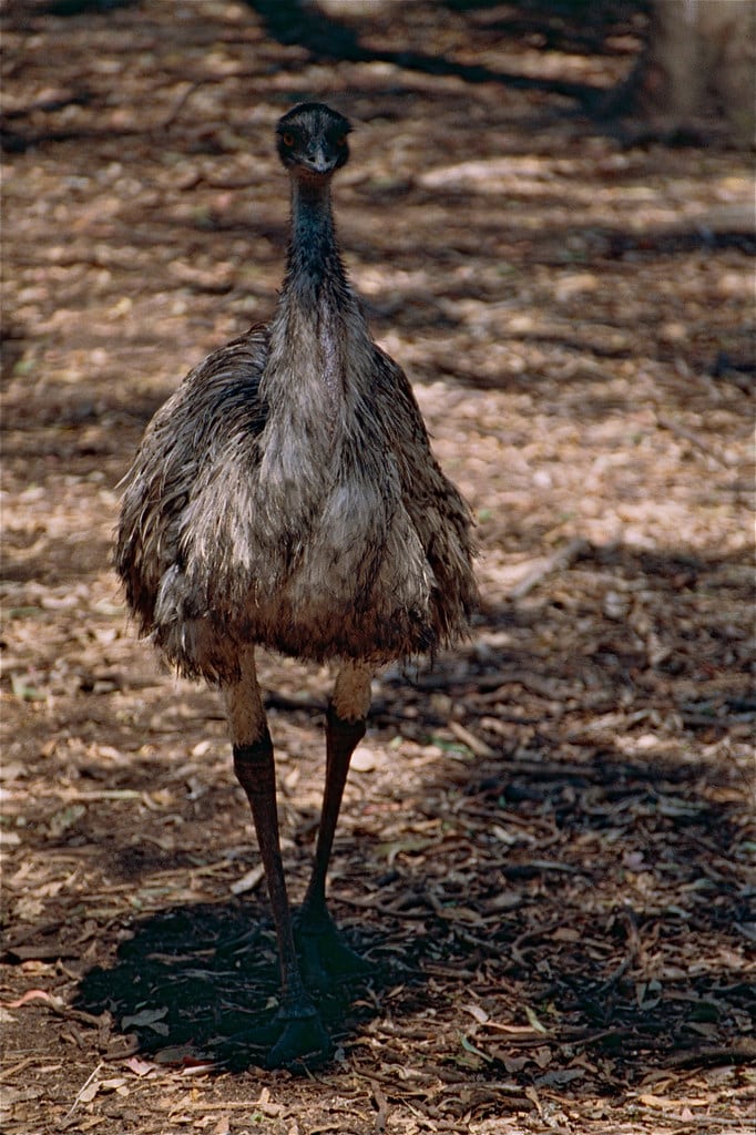 Emu (Dromaius novaehollandiae)