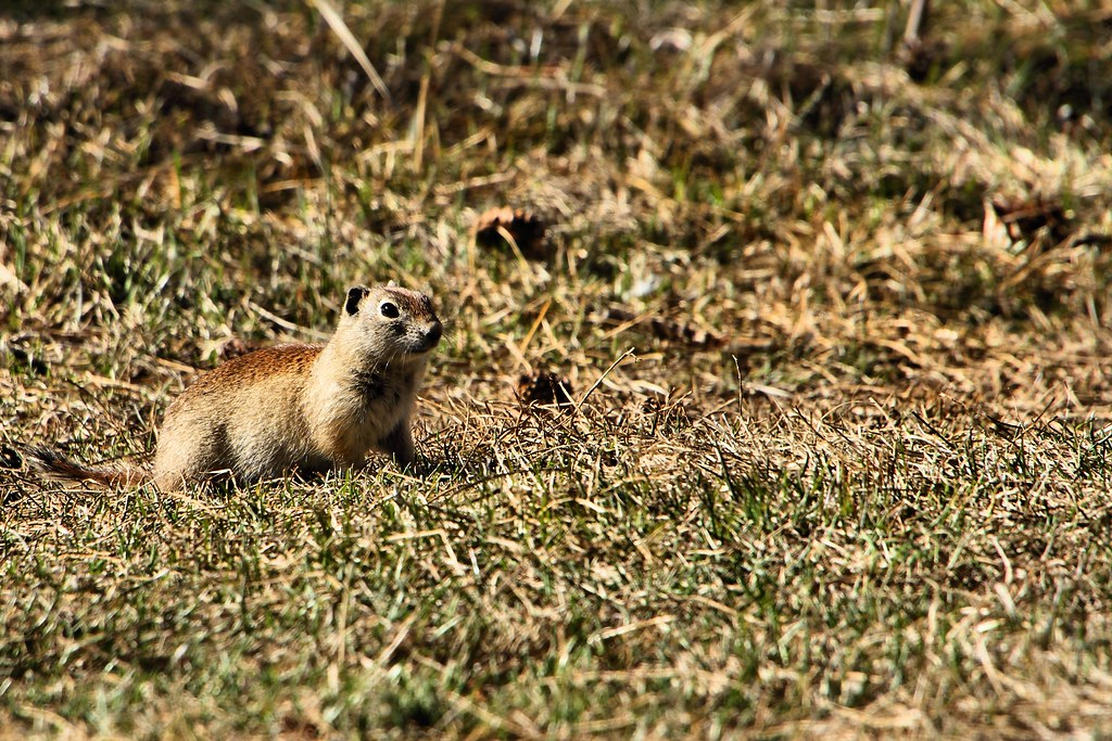 Gopher – Mammoth Lakes