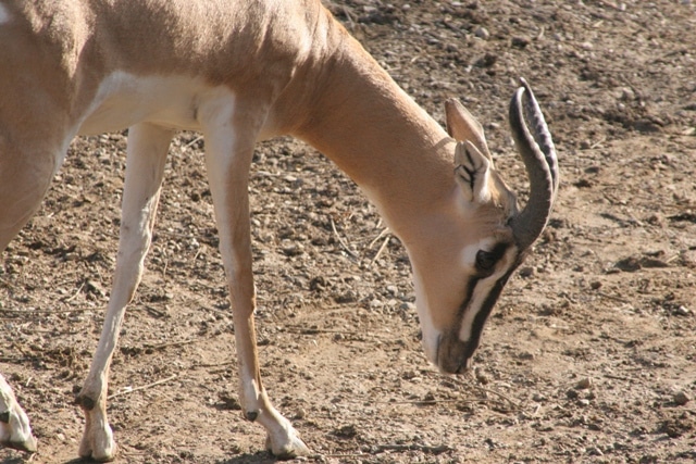 Soemmerring’s Gazelle, St. Louis Zoo