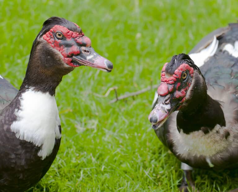 Pato criollo (Cairina moschata domestica), Tierpark Hellabrunn, Múnich, Alemania, 2012-06-17, DD 03