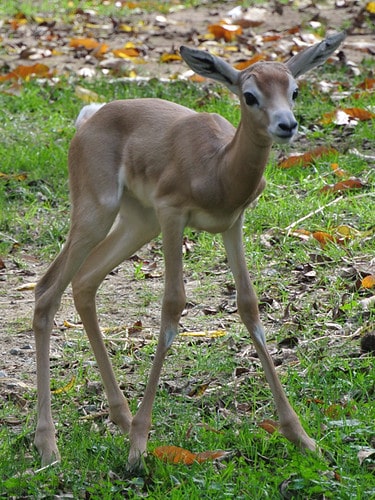 Female Dama Gazelle Born at the Smithsonian’s National Zoo