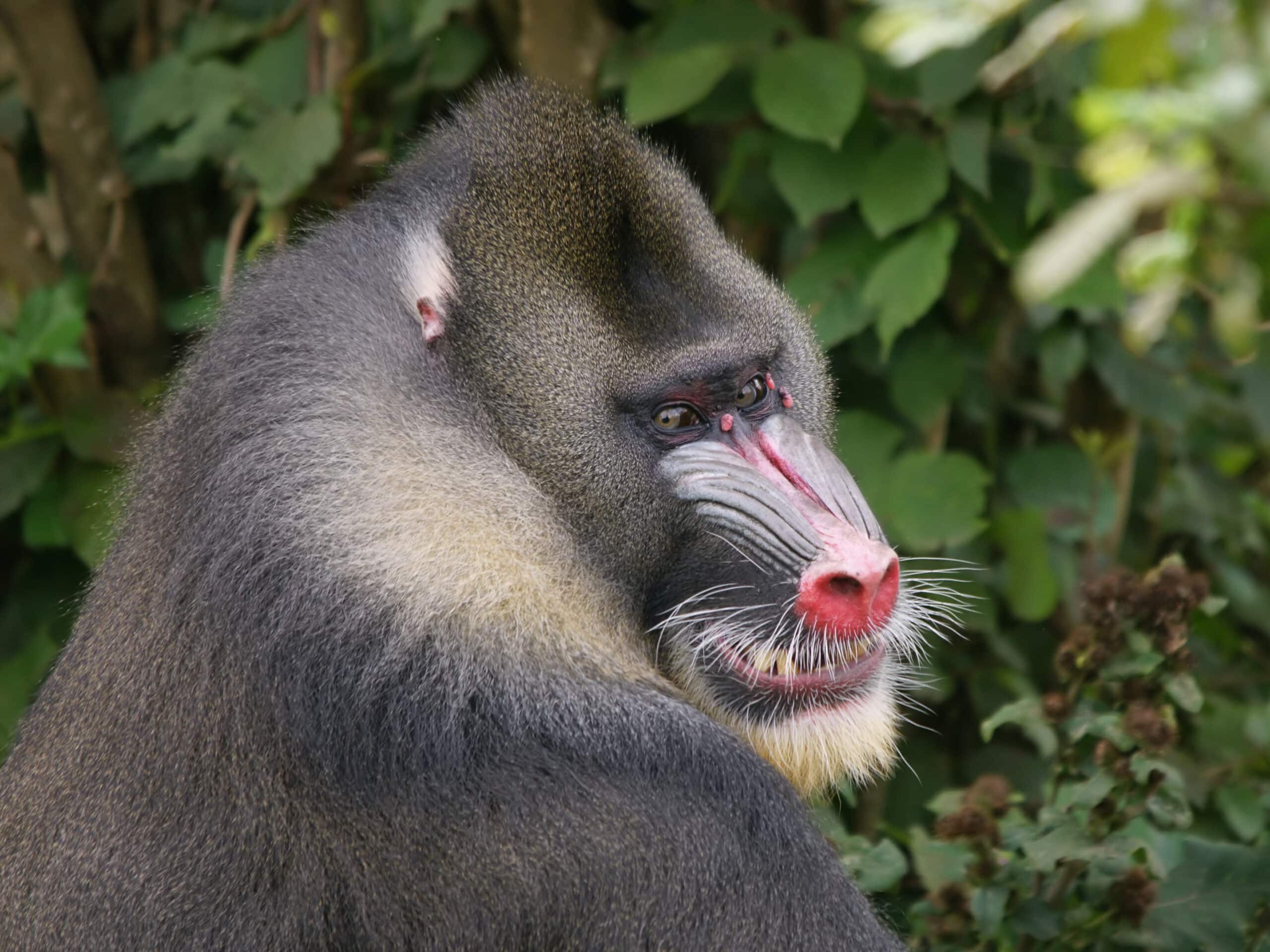 Mandrill
