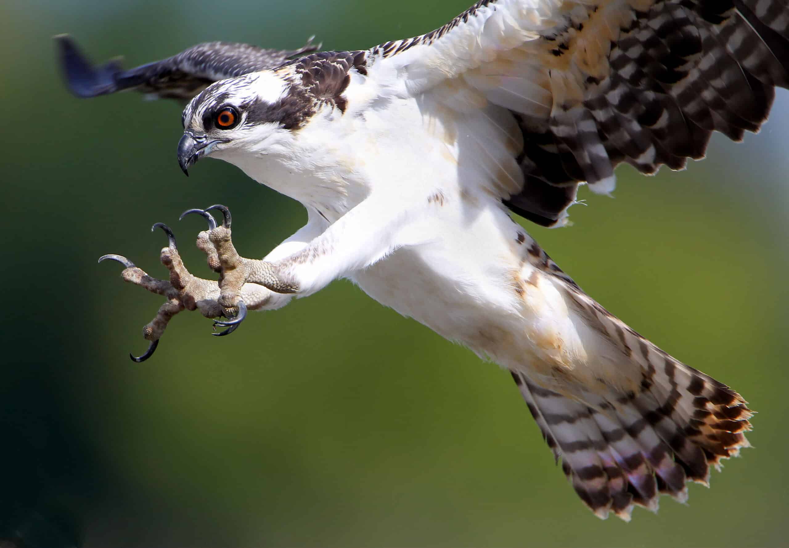 Osprey