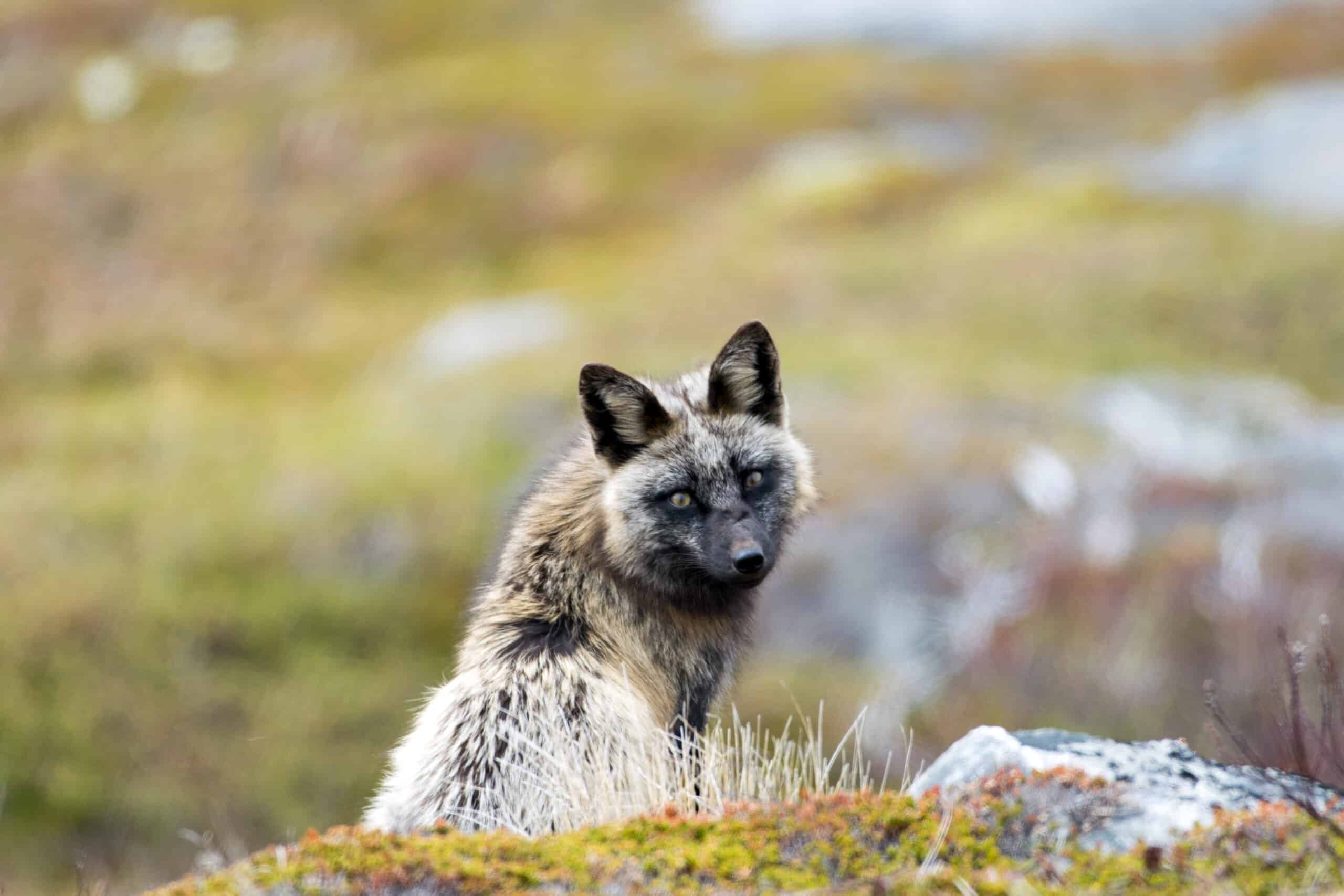 Vulpes vulpes deletrix Vulpes vulpes deletrix