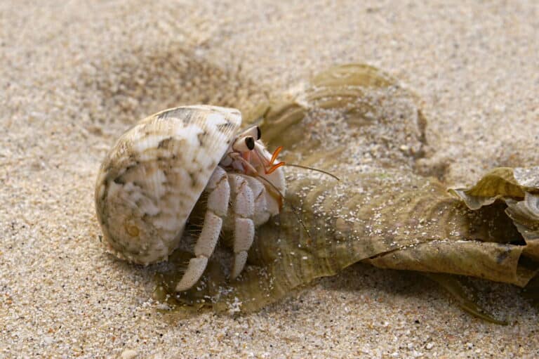 Hermit crab HS 710-1496
