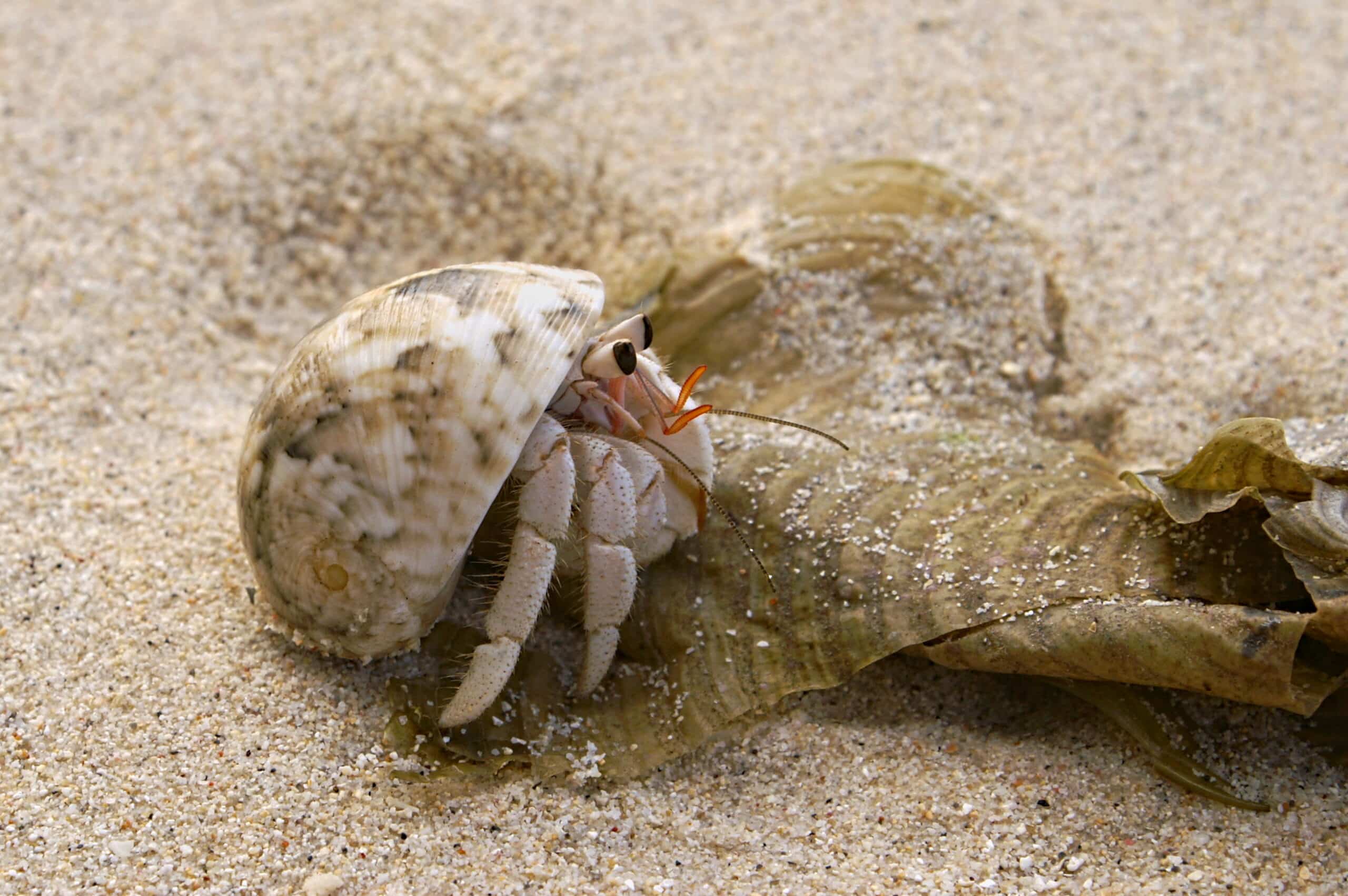 Hermit crab HS 710-1496