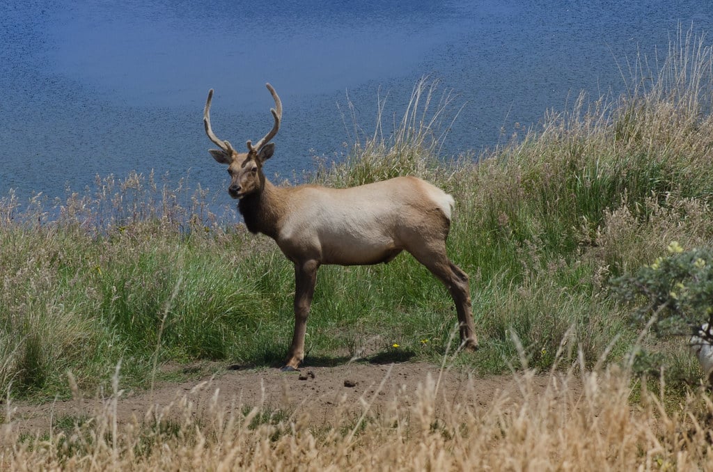 Tule elk, young male (Cervus canadensis nannodes)