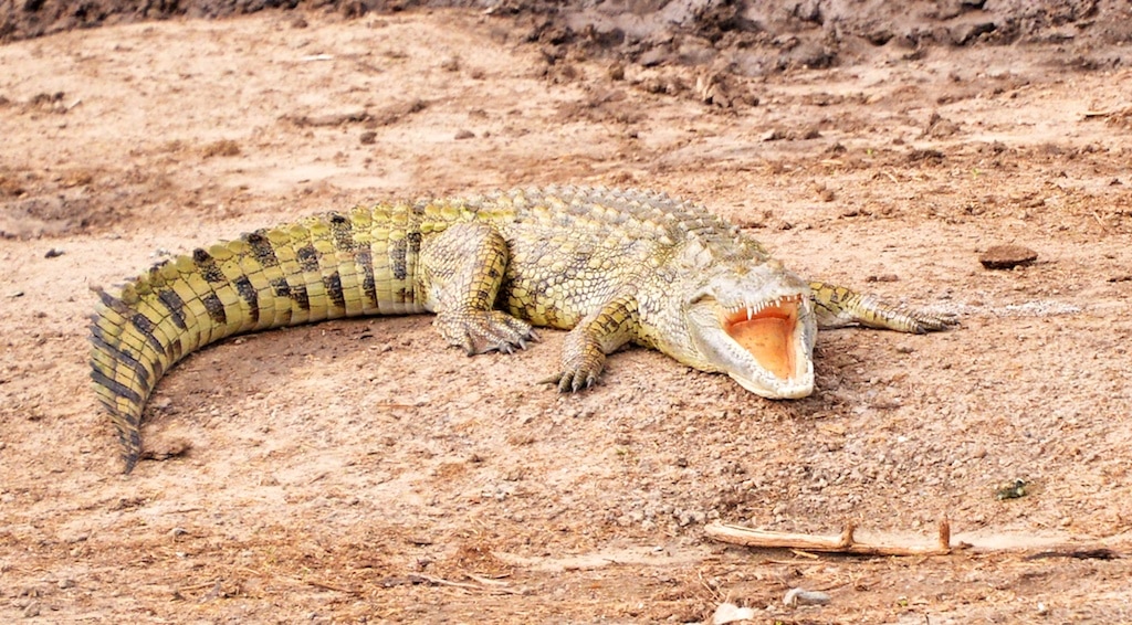 Nile Crocodile, Uganda Nile Crocodile, Uganda