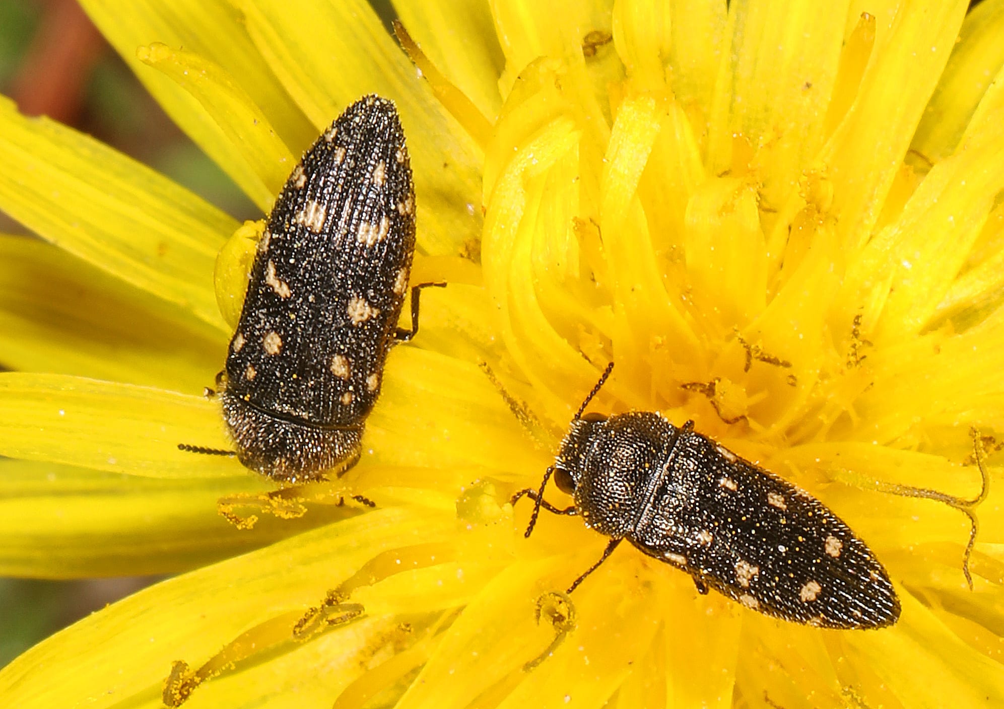 Jewel Beetle – Acmaeodera tubulus, Meadowood SRMA, Mason Neck, Virginia, April 6, 2023 (53118576920) Jewel Beetle – Acmaeodera tubulus, Meadowood SRMA, Mason Neck, Virginia, April 6, 2023 (53118576920)