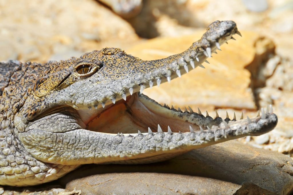 Crocodile with open mouth Crocodile with open mouth