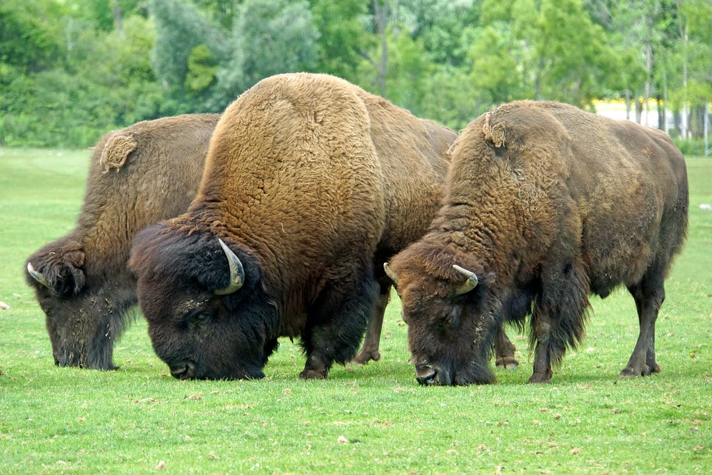 ONTARIO-00537 – American Bison