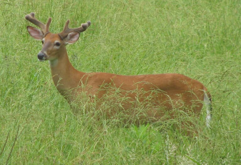 Odocoileus virginianus (white-tailed deer) (Newark, Ohio, USA) 10