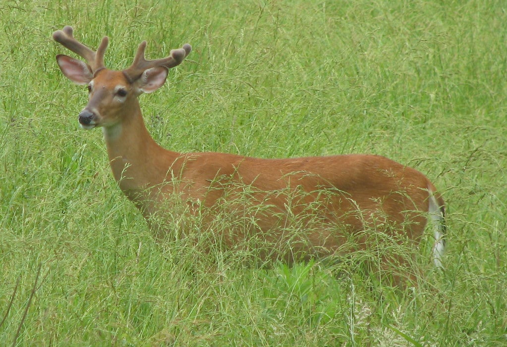 Odocoileus virginianus (white-tailed deer) (Newark, Ohio, USA) 10