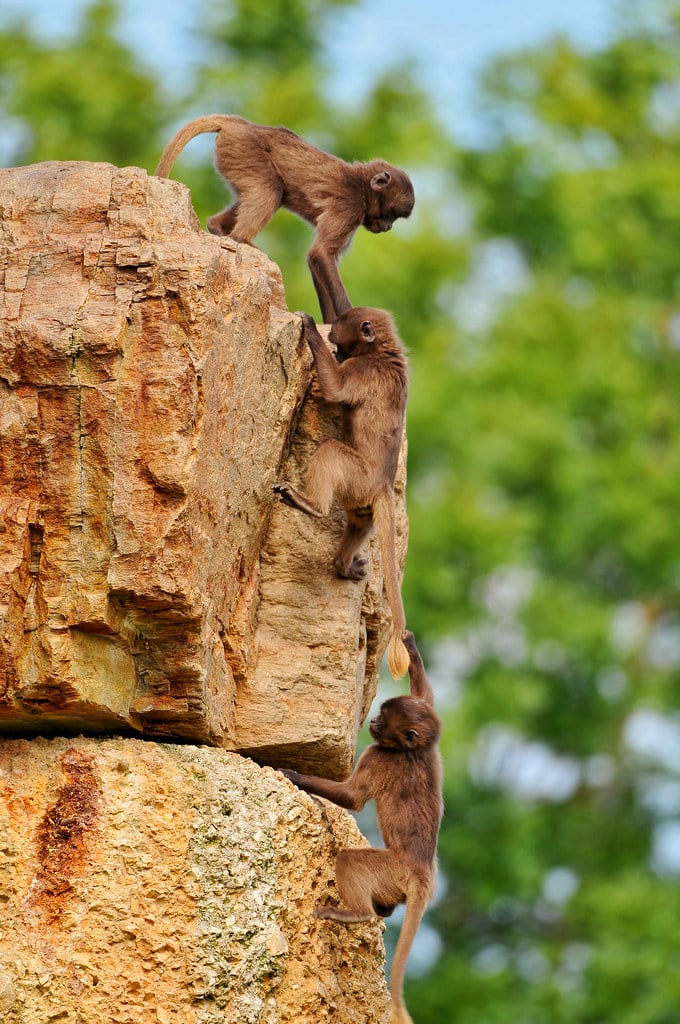 Young baboons playing II