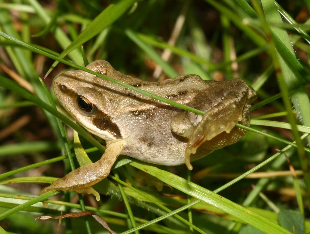 Rana temporaria