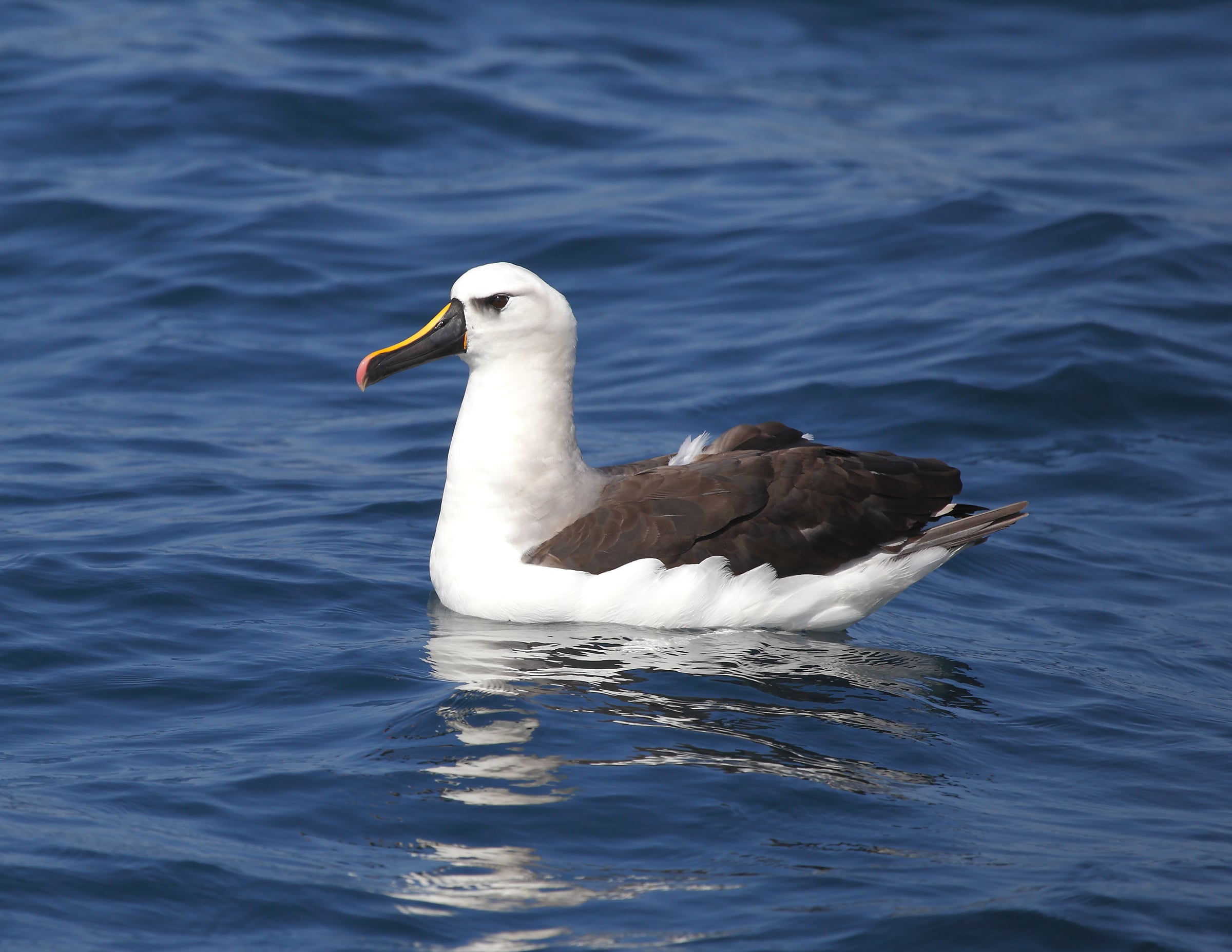 A black-browed albatross floats on the ocean water. cover animal A animal name