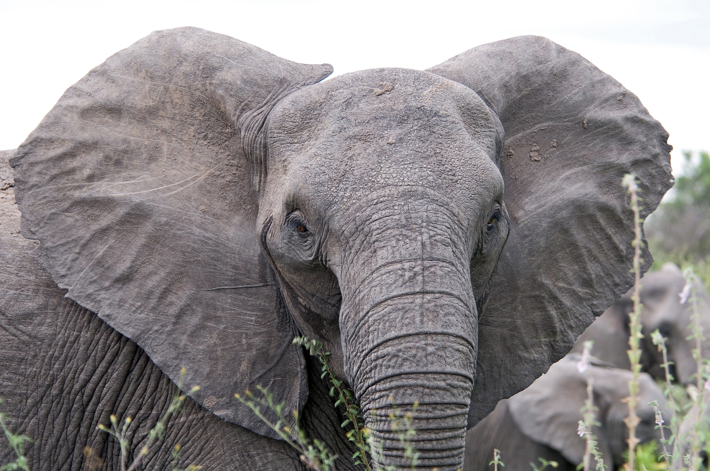 cover-animal-e-animal-name Close-up of an elephant facing the camera with large ears spread wide, surrounded by foliage. cover animal E animal name