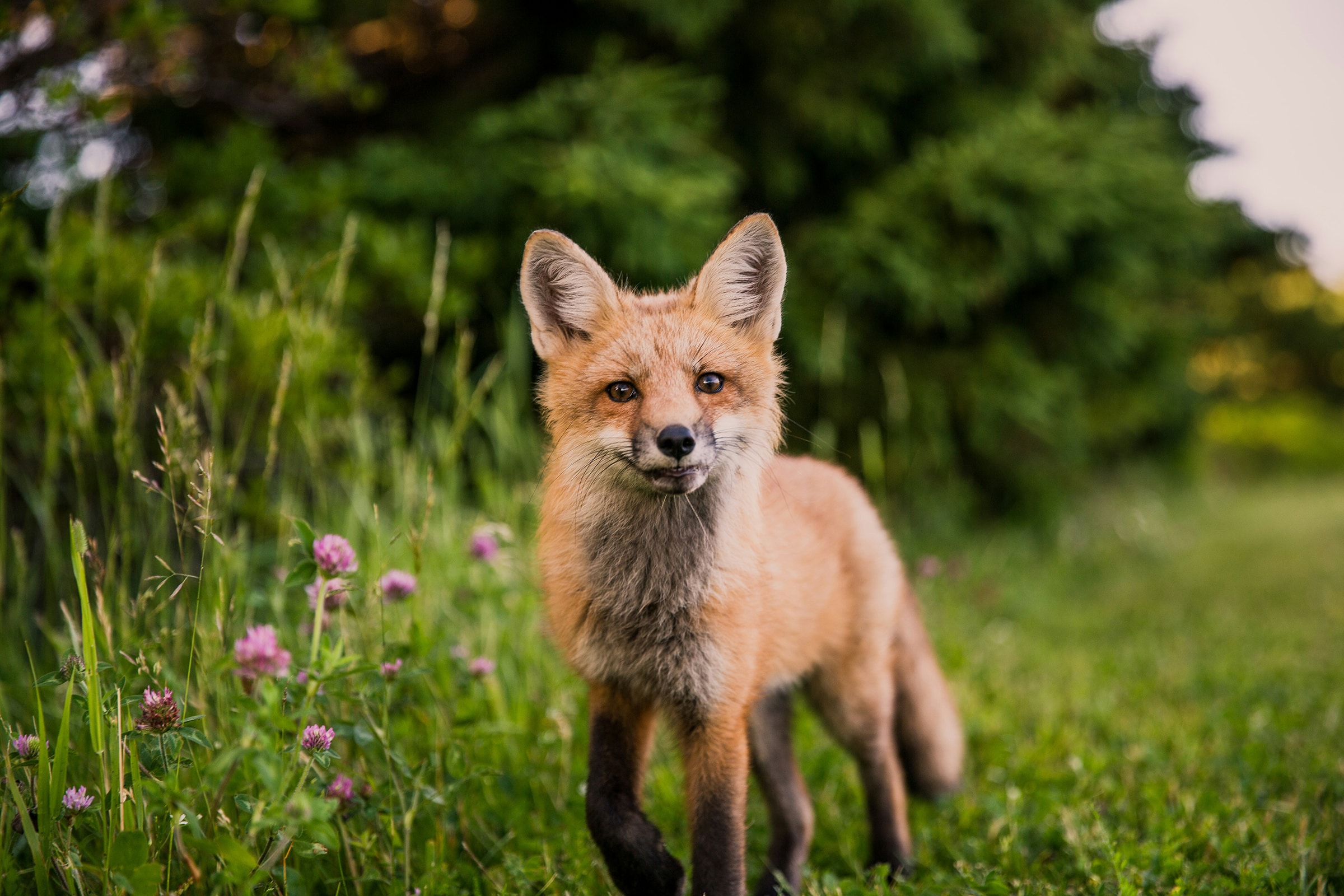 cover-animal-f-animal-name A red fox stands in a grassy area with clover flowers, surrounded by greenery. cover animal F animal name