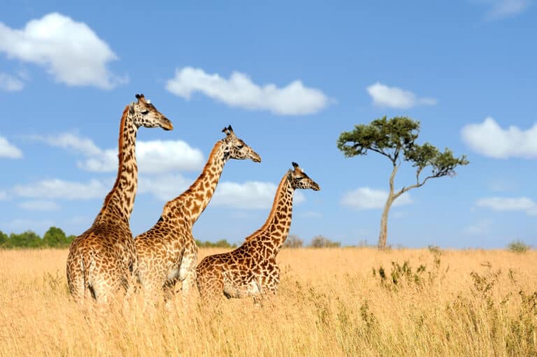 A giraffe stands on a grassy plain with a distant view of hills and a lake under a blue sky. cover animal G animal name