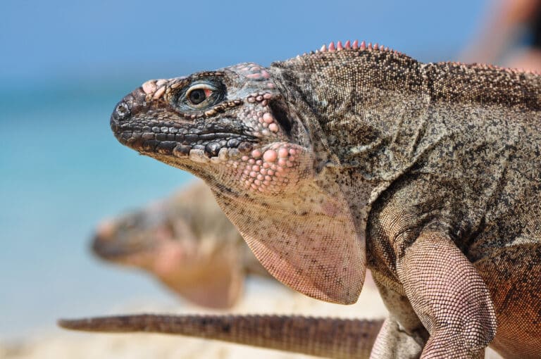 Close-up of a large iguana with textured skin, standing against a blurred beach background. cover animal I animal name