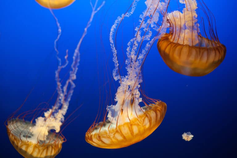 cover-animal-j-animal-name Orange jellyfish with long, trailing tentacles float in a deep blue ocean. cover animal J animal name