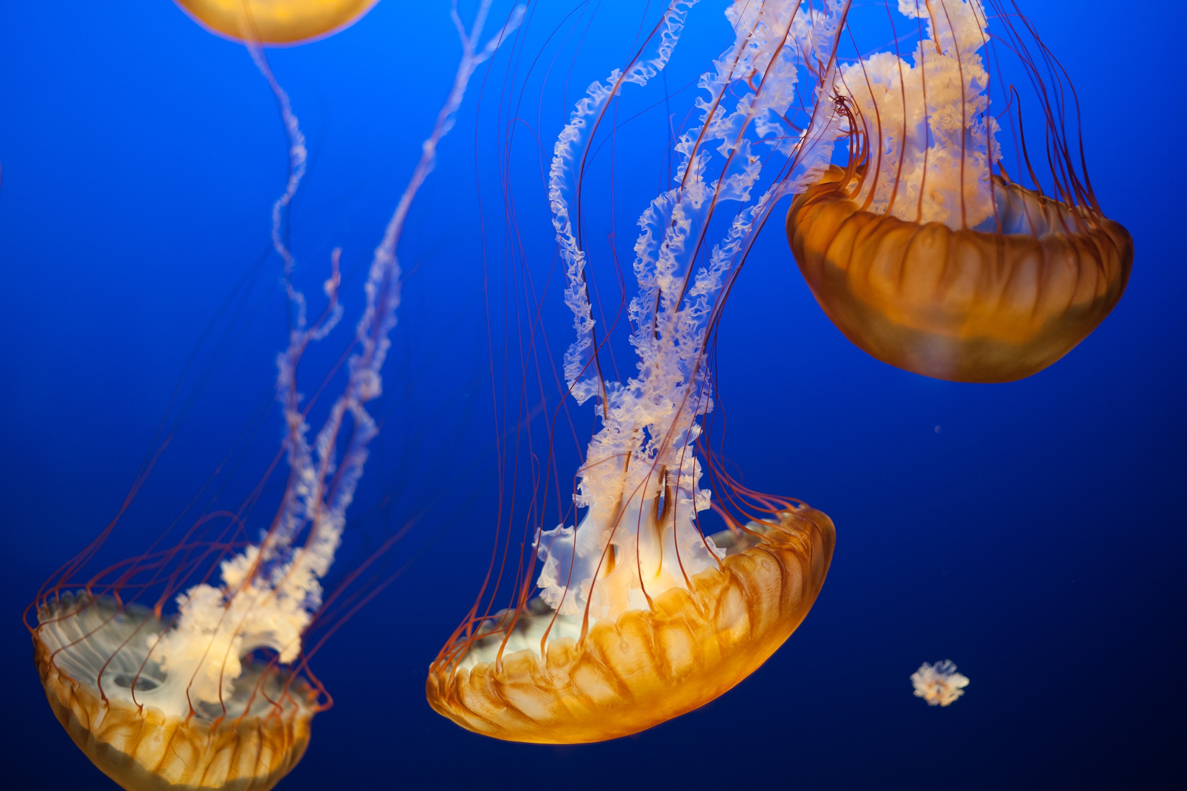 cover-animal-j-animal-name Orange jellyfish with long, trailing tentacles float in a deep blue ocean. cover animal J animal name