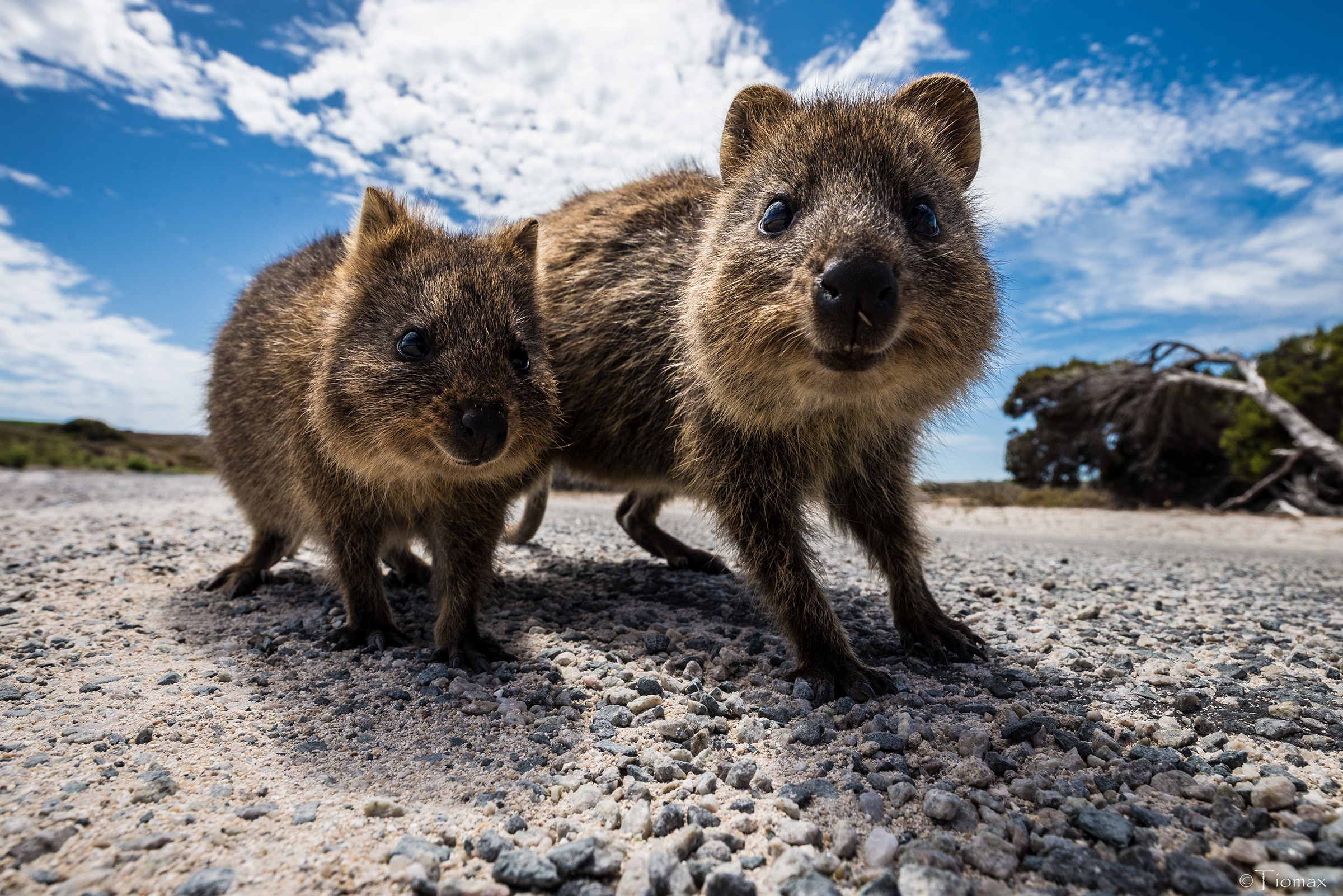 Two quokkas on a gravel path with a blue sky and clouds in the background. cover animal Q animal name