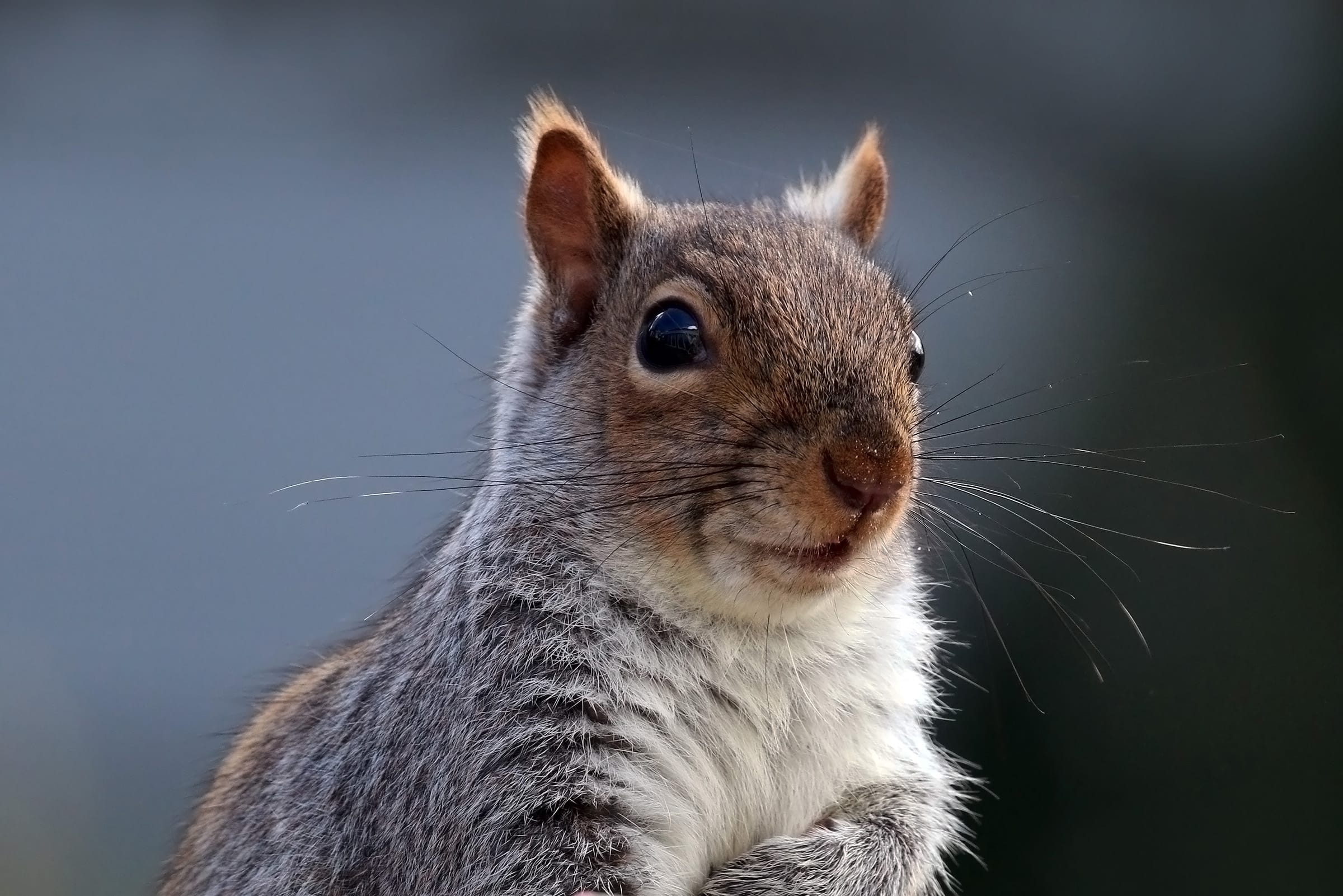 cover-animal-s-animal-name Close-up of a gray squirrel looking directly at the camera, against a soft, out-of-focus background. cover animal S animal name